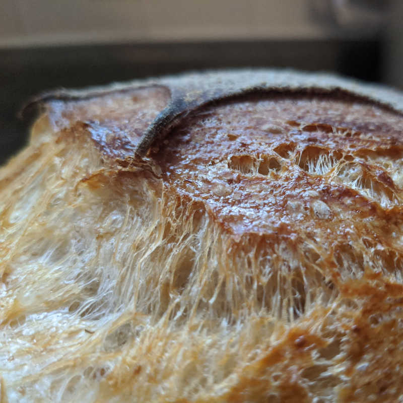 Cut side of a sourdough loaf