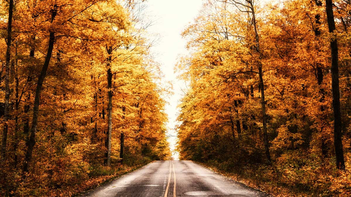 A road with fall trees on both sides - Photo by Yi Liu through Unsplash