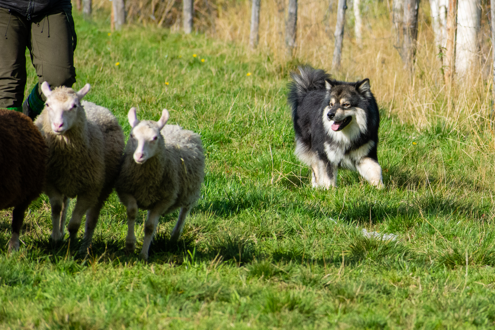 Lahku lammaspaimenessa