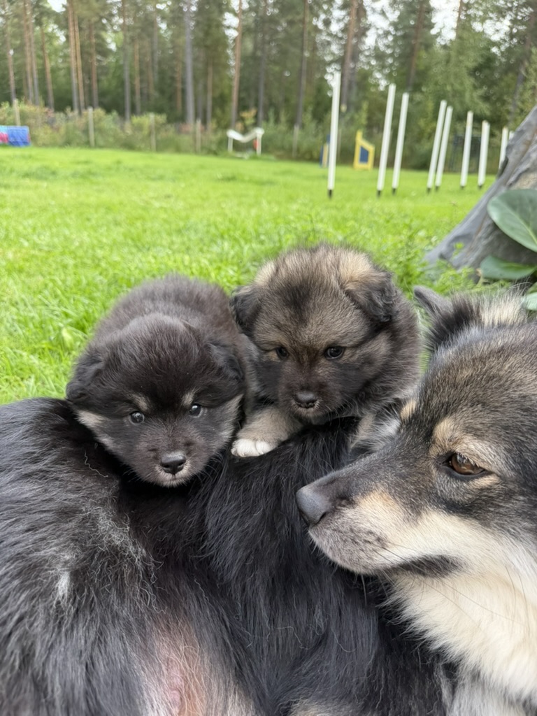 Väinö ja Teuvo Hilen päällä