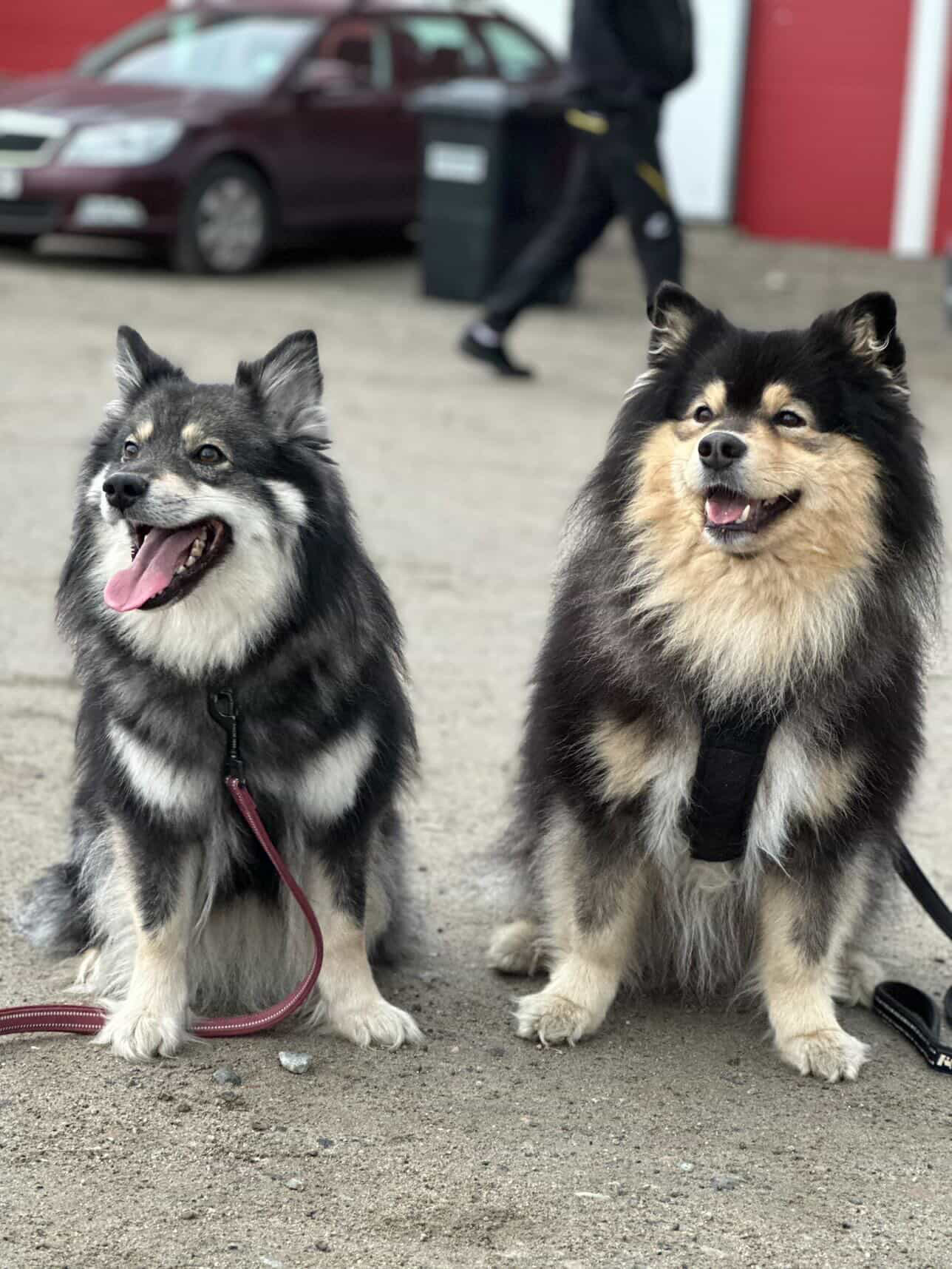 Hile ja Huisi, kuvannut Heikki Karjalainen