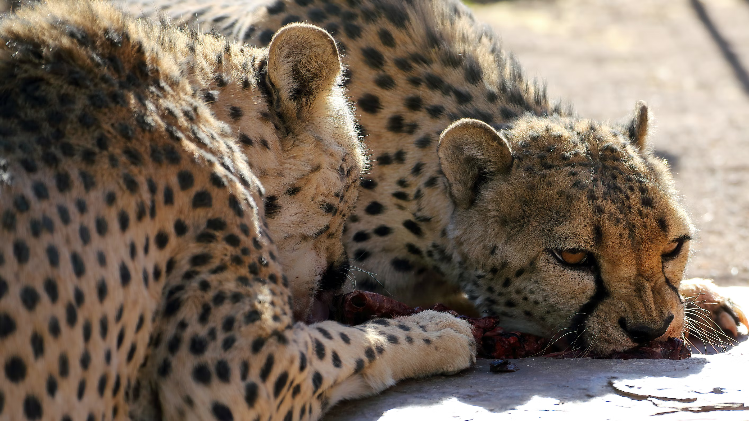 cheetahs finishing off a kill