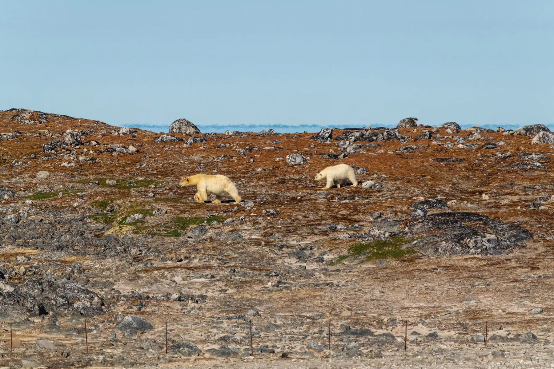 MS Nordstjernen - Polar bear - Photo Schibsted Partnerstudio