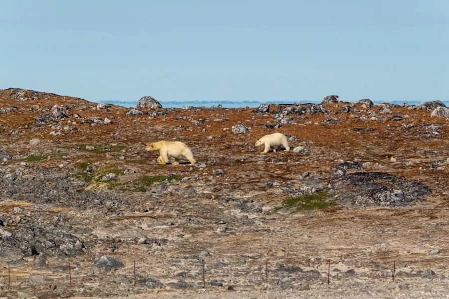 MS Nordstjernen - Polar bear - Photo Schibsted Partnerstudio