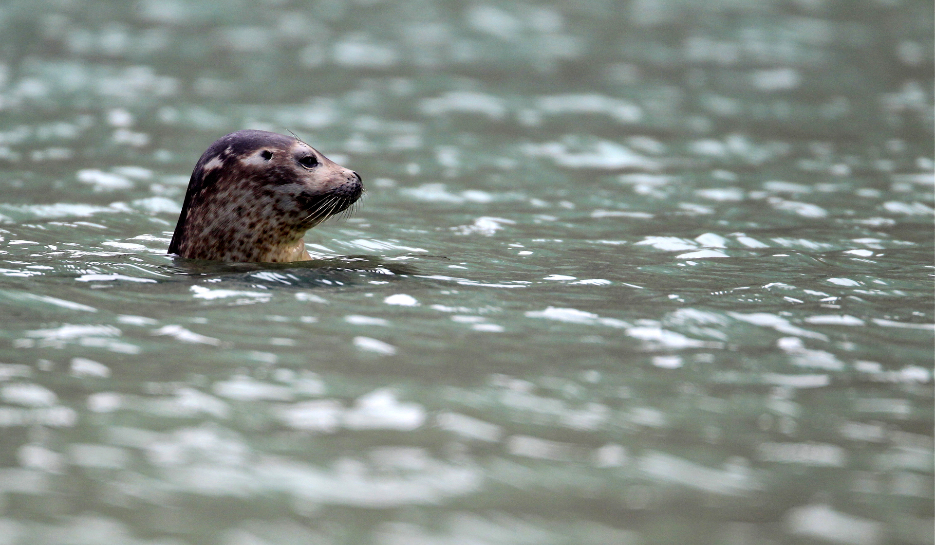 Seal swimming in waters of Magdalenefjorden, Svalbard. Photo Credit: Linda Drake / Hurtigruten Expeditions. 