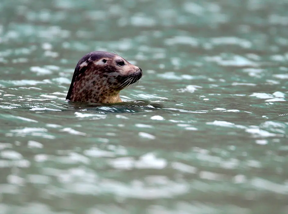 Seal swimming in waters of Magdalenefjorden, Svalbard. Photo Credit: Linda Drake / Hurtigruten Expeditions.