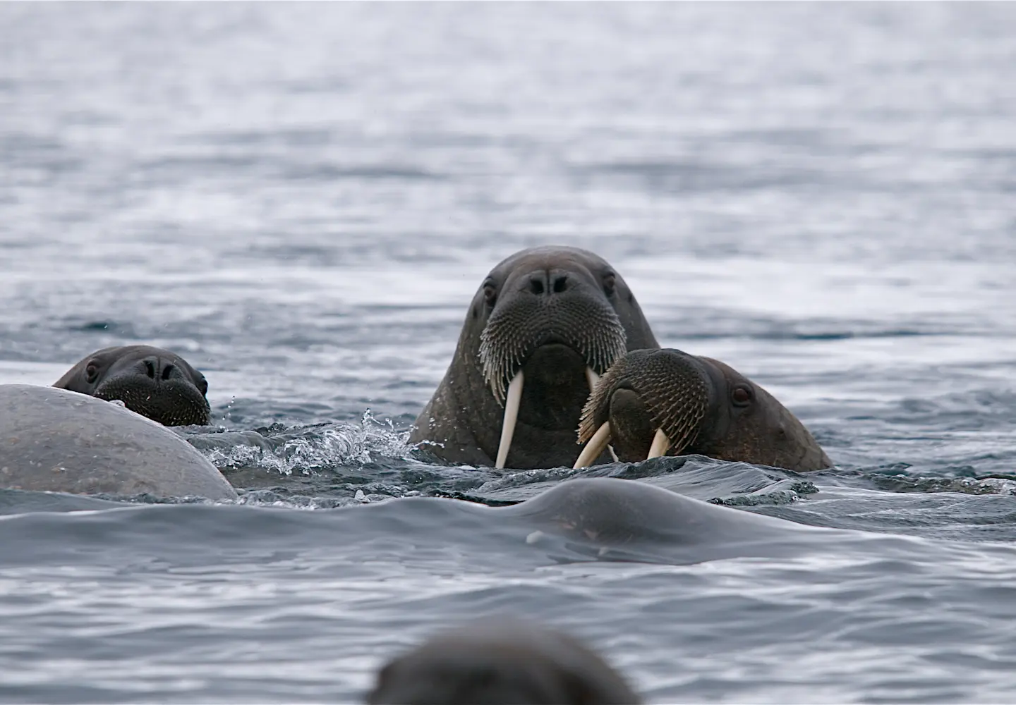 Walrus_Hurtigruten Svalbard