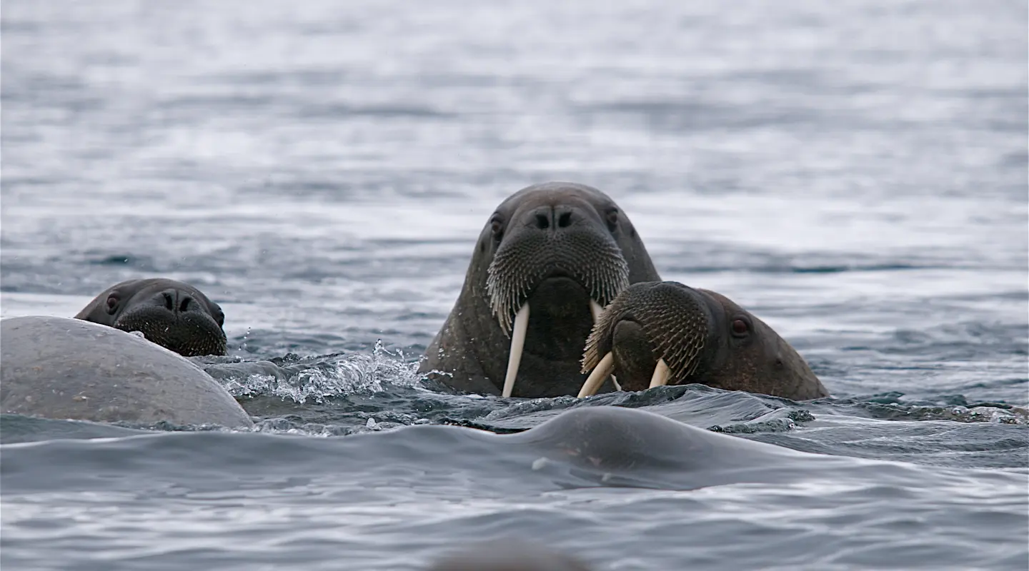 Walrus_Hurtigruten Svalbard
