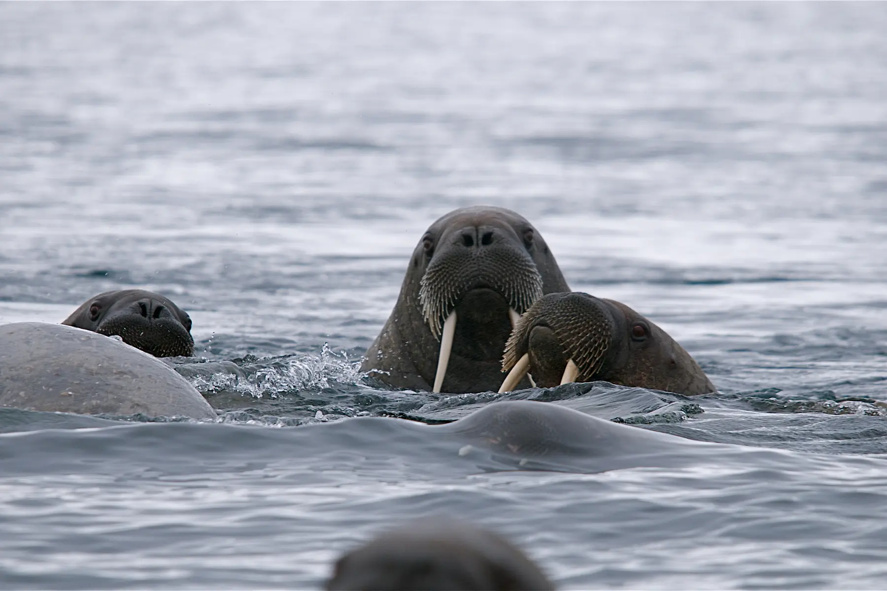 Walrus_Hurtigruten Svalbard
