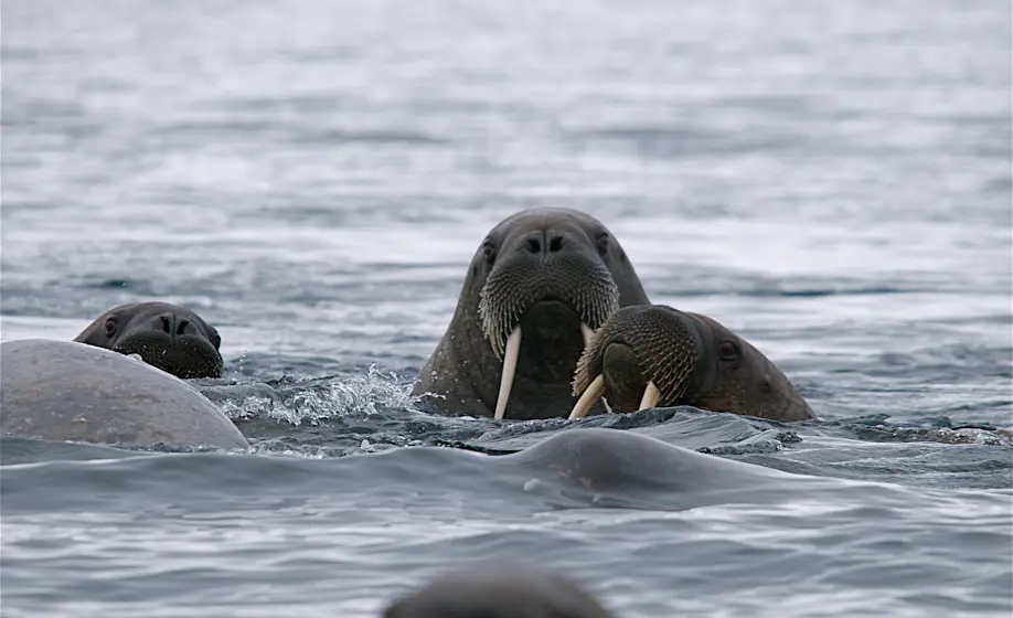 Walrus swimming in the ocean