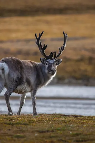 Reinsdyr på Svalbard