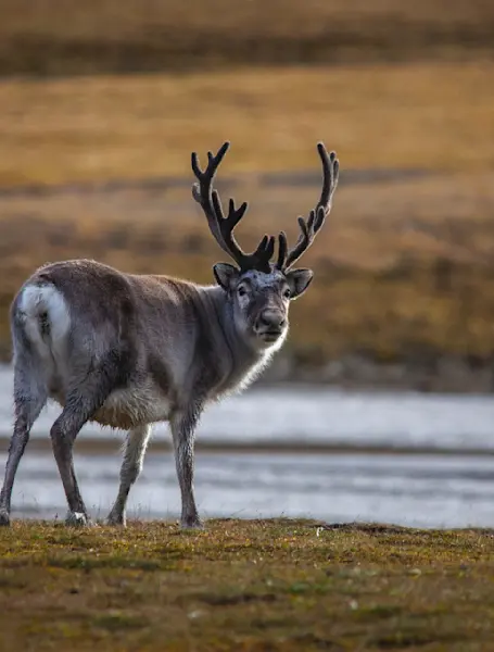 Summer in Svalbard - Reindeer - Photo Halvor Mykleby