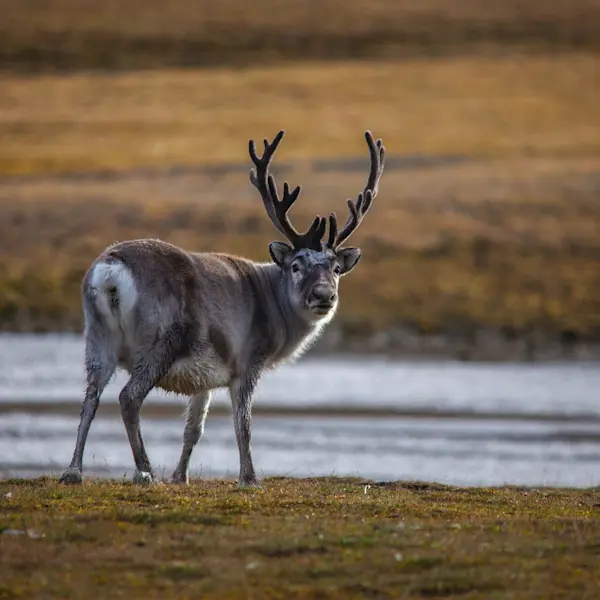 Summer in Svalbard - Reindeer - Photo Halvor Mykleby