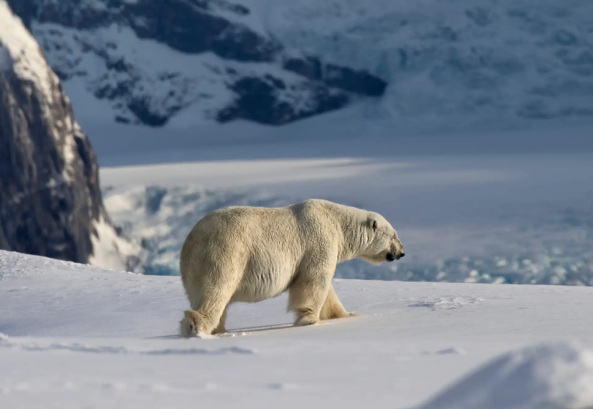Polar bear HGR 121299 Photo Melissa Sch fer