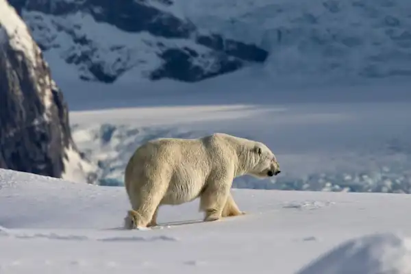 Polar bear HGR 121299 Photo Melissa Sch fer
