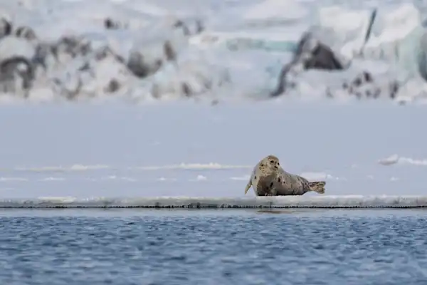 Seal-HGR-121325-Photo Melissa Schäfer