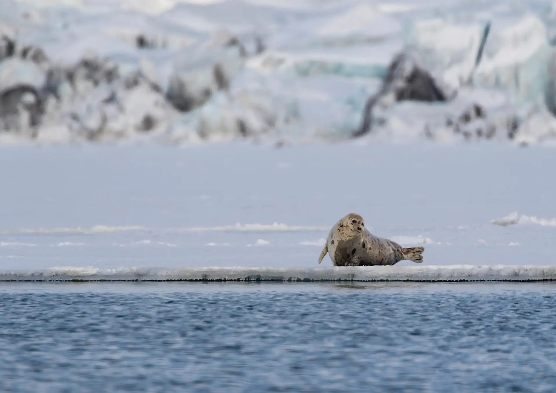Seal-HGR-121325-Photo Melissa Schäfer
