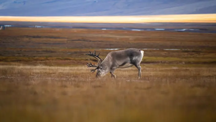 Golden Autumn Reindeer HGR 164713 Photo Eveline Lunde