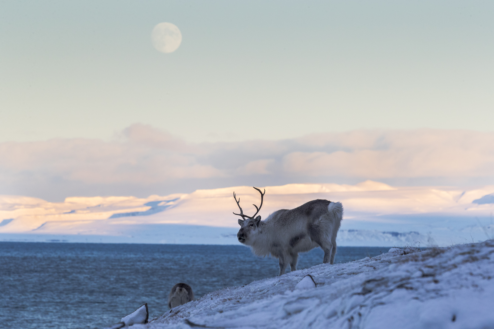 Svalbard Reindeer_Photo LP Lorentz