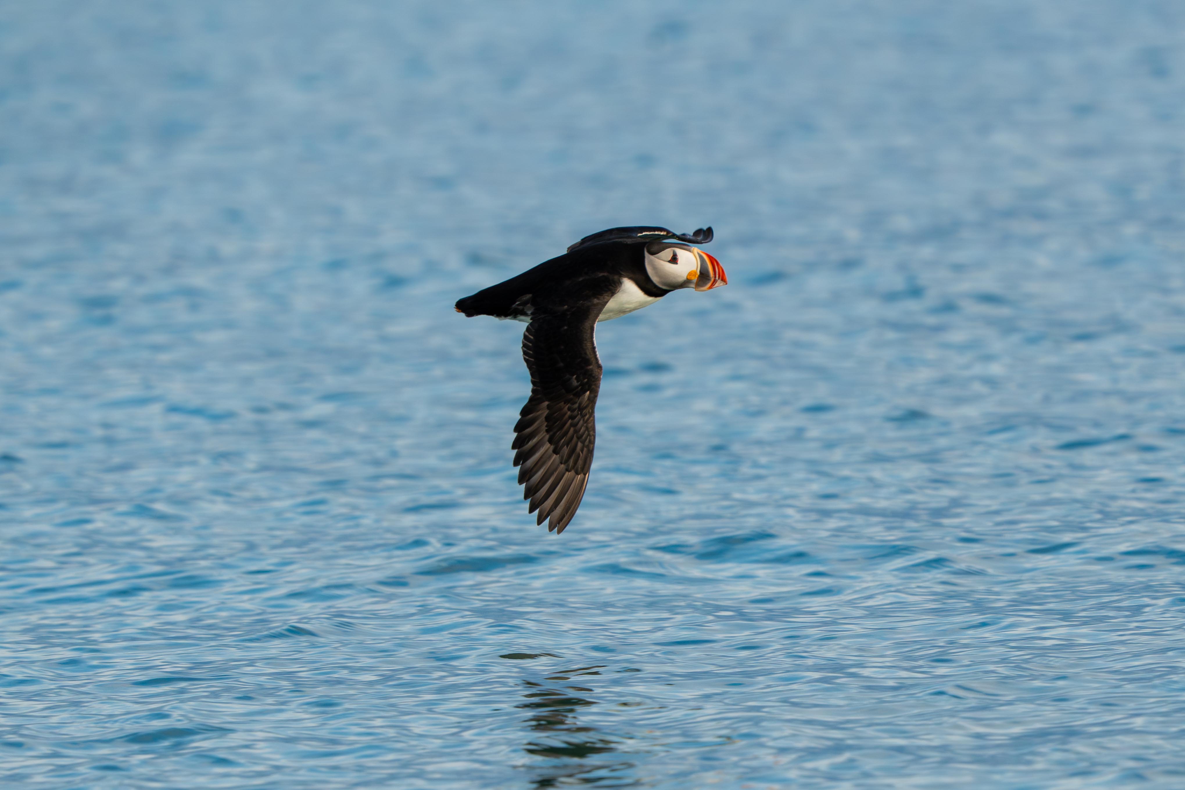 Isfjord-safari-to-the-puffins-Hurtigruten-Svalbard-Photo-Schibsted-Partnerstudio10-26572612-Photo Schibsted Partnerstudio