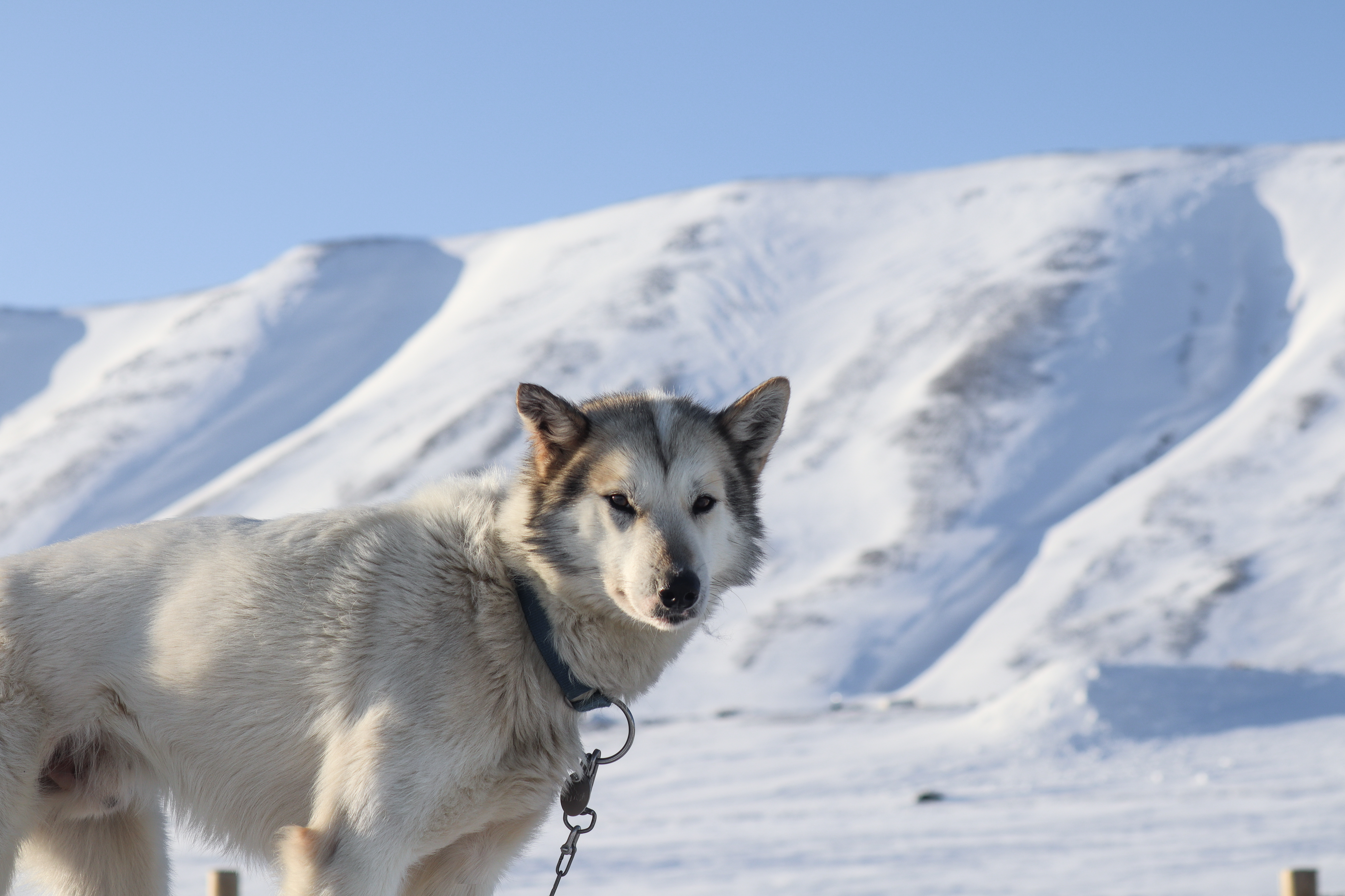 Dogsledding in Bolterdalen HGR 162082 Photo Eveline Lunde