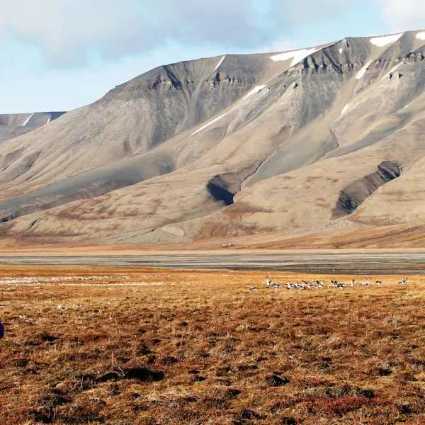Playing in nature HGR 126867 Foto Green Dog