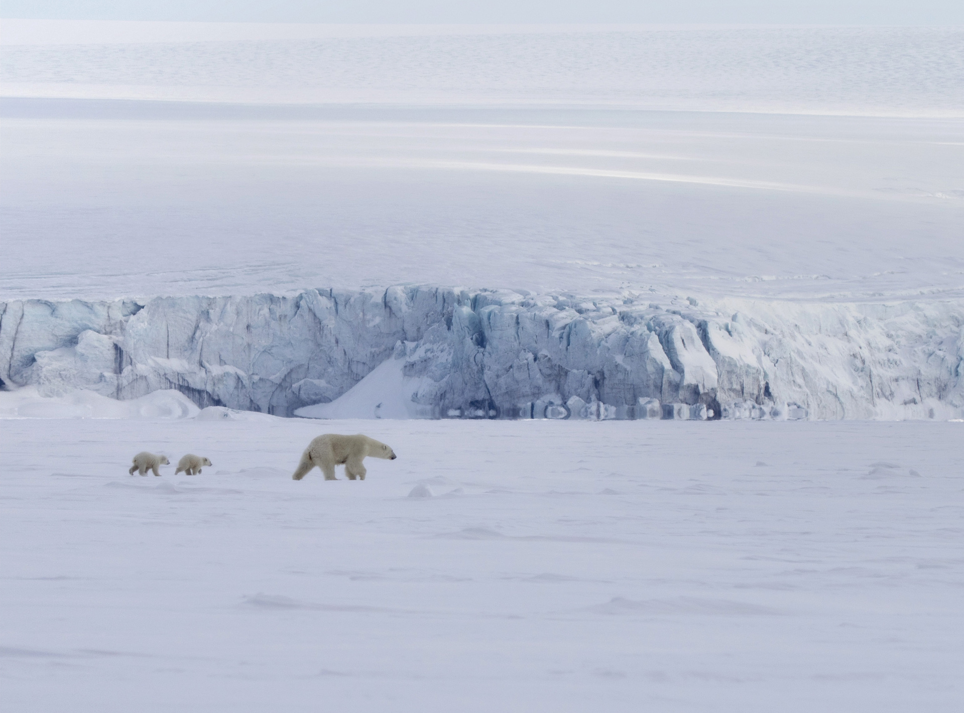 Polar Bears in the distance_Photo: Hurtigruten Svalbard