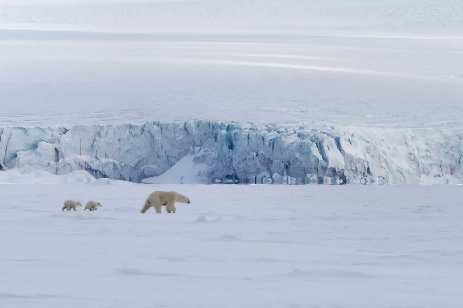 Polar Bears in the distance_Photo: Hurtigruten Svalbard