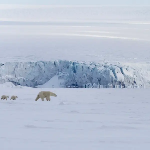 Polar Bears in the distance_Photo: Hurtigruten Svalbard