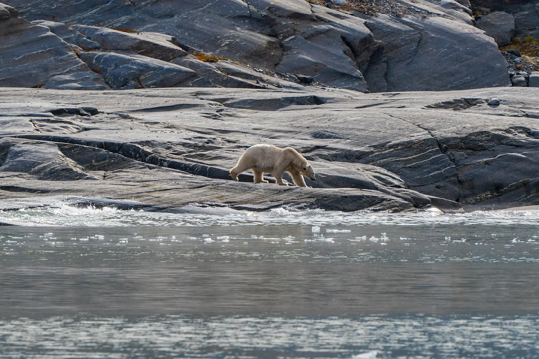 Wildlife and Glacier Cruise with MS Bard HGR 165760 Photo Schibsted Partnerstudio