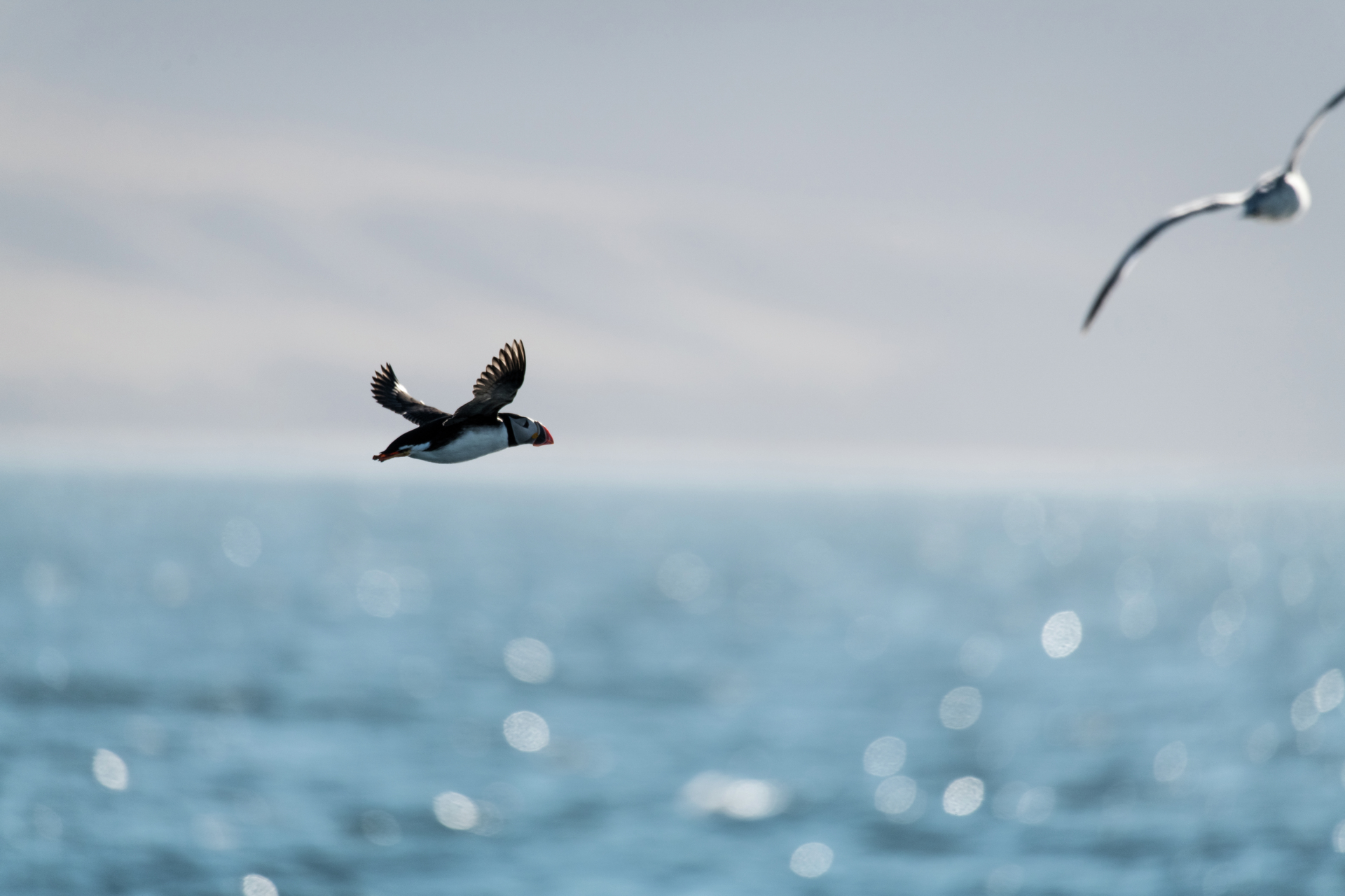 Evening cruise in Isfjorden HGR 151696 1920 Photo Thomas Griesbeck