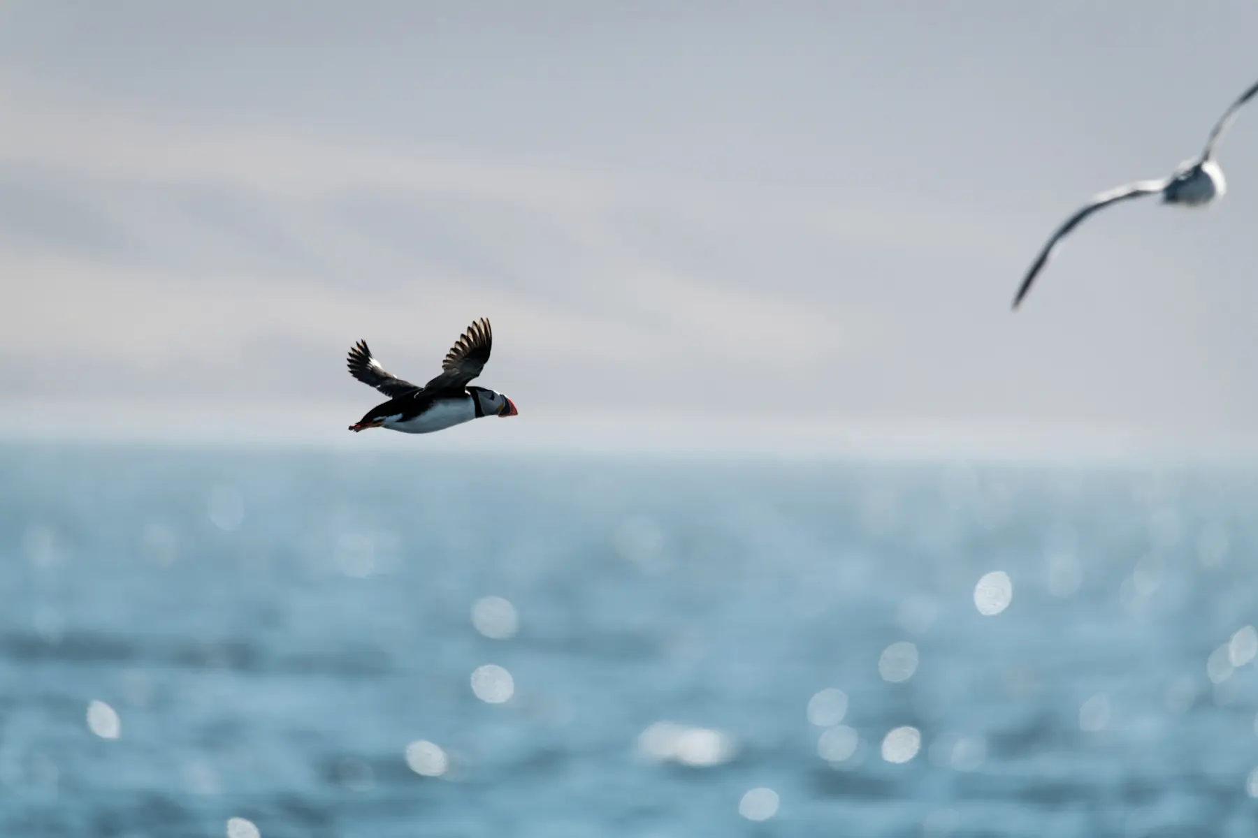 Evening cruise in Isfjorden HGR 151696 1920 Photo Thomas Griesbeck