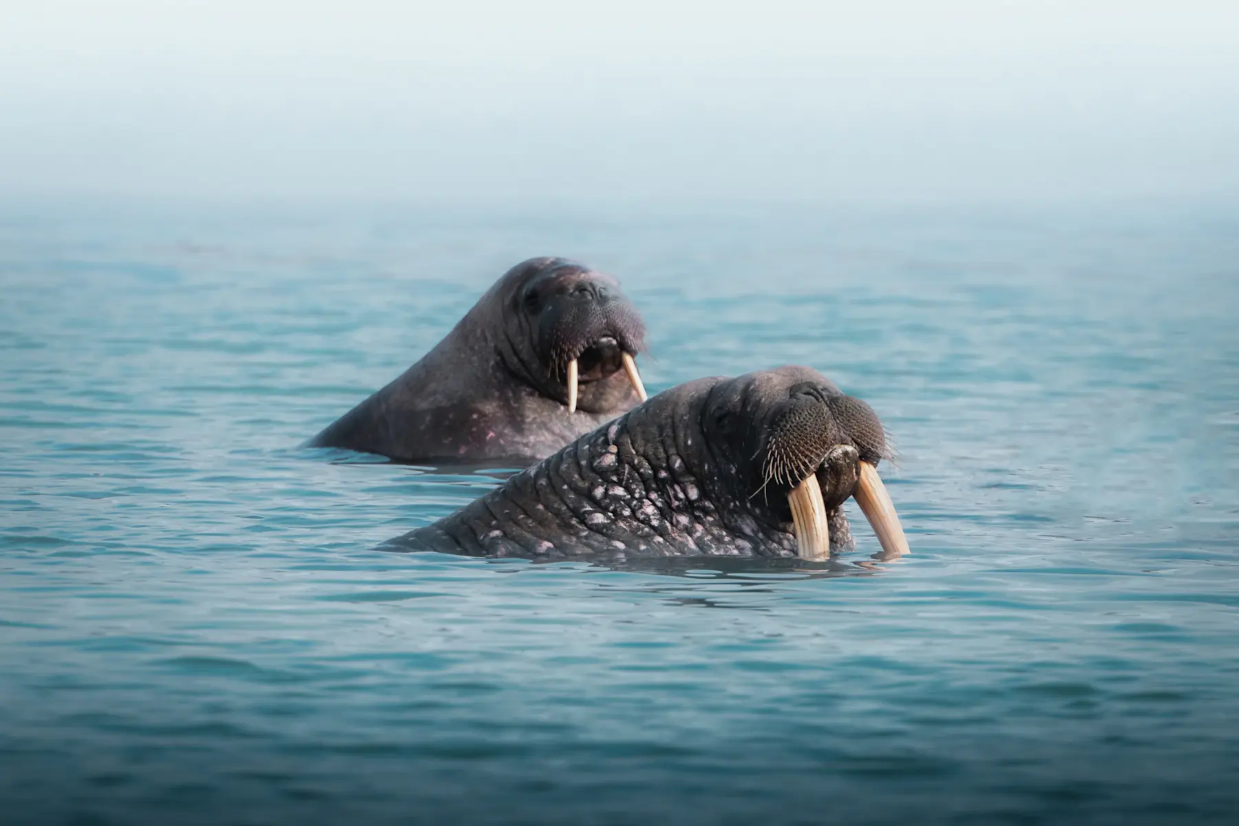 Walrus Safari - Hurtigruten Svalbard - Photo Stephen Gollan