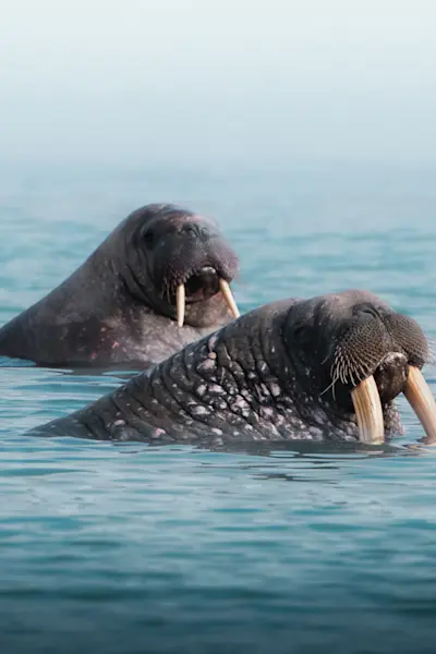 Walrus Safari - Hurtigruten Svalbard - Photo Stephen Gollan
