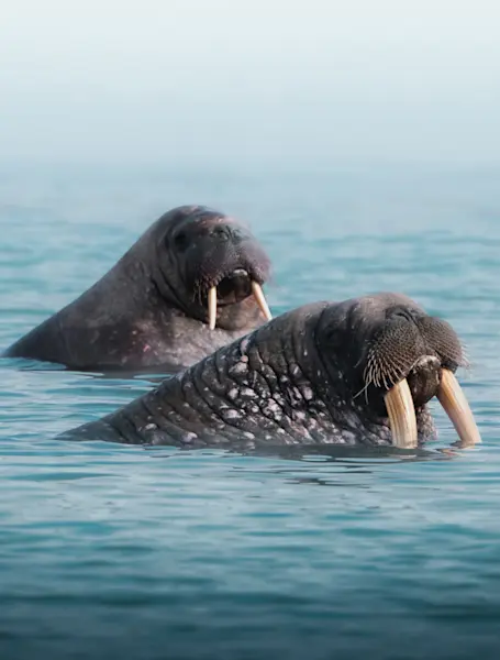 Walrus Safari - Hurtigruten Svalbard - Photo Stephen Gollan