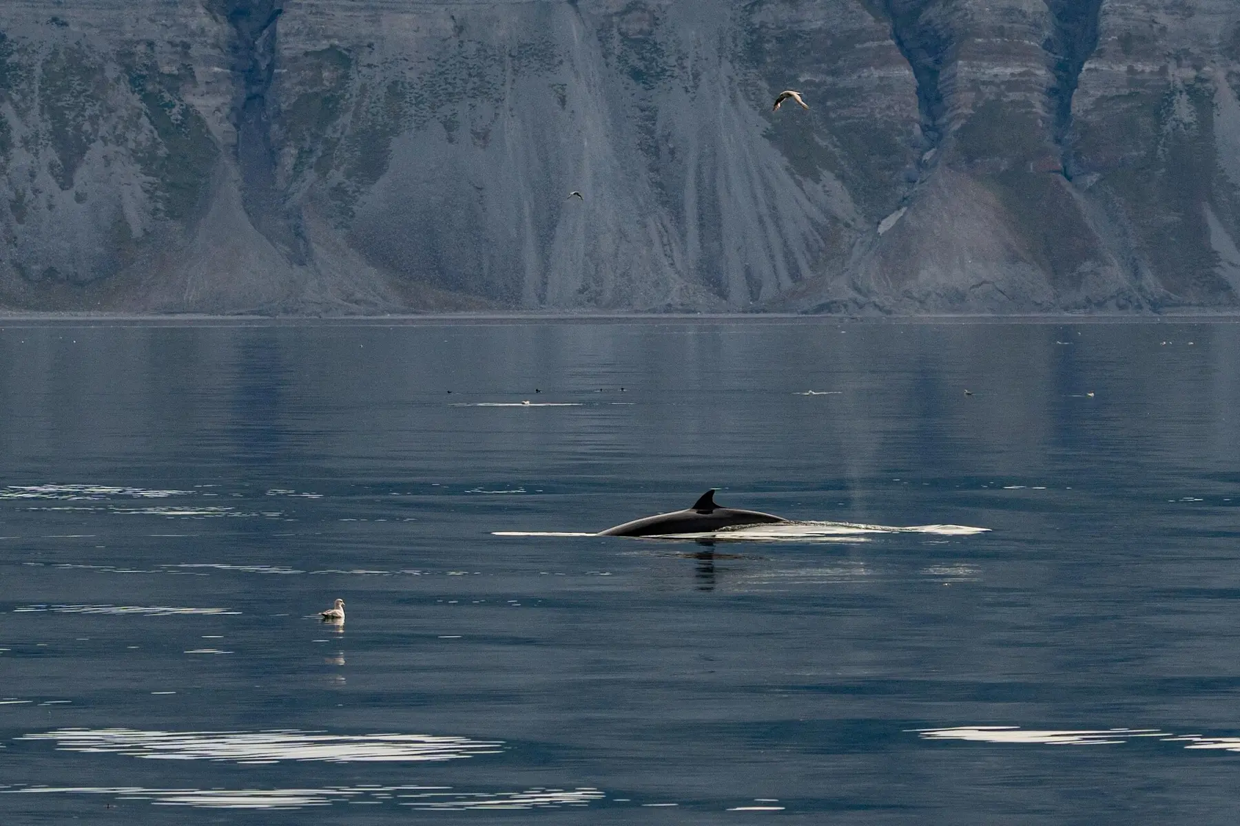 Wildlife and Glacier Cruise with MS Bard HGR 165763 1920 Foto Schibsted Partnerstudio