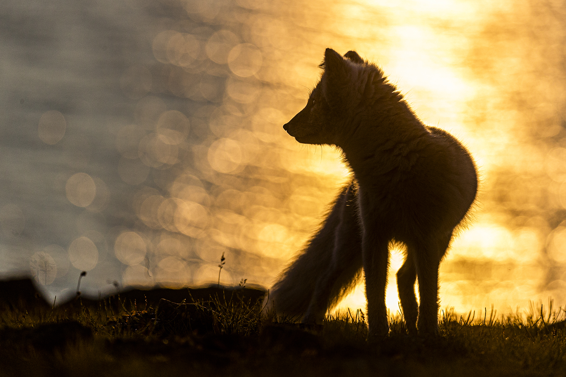 Arctic fox in midnight sun Photo See&Explore