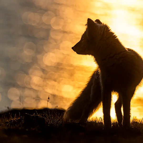 Arctic fox in midnight sun Photo See&Explore