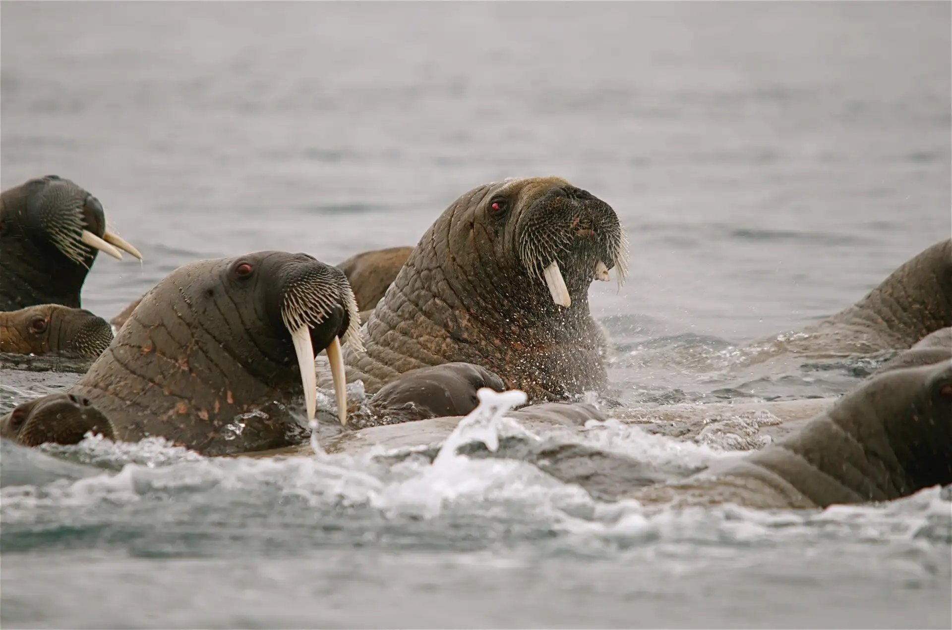Walruses-Svalbard-HGS-09914-Photo Linda Drake