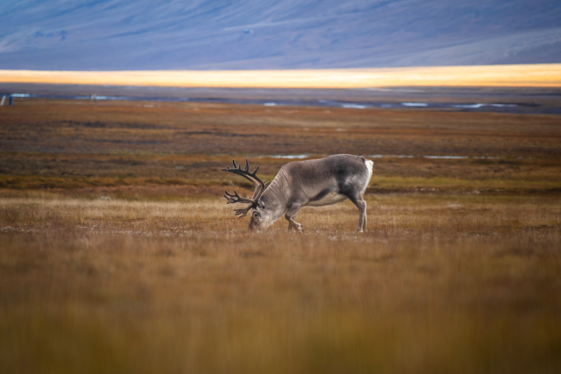 Golden Autumn Reindeer HGR 164713 Photo Eveline Lunde