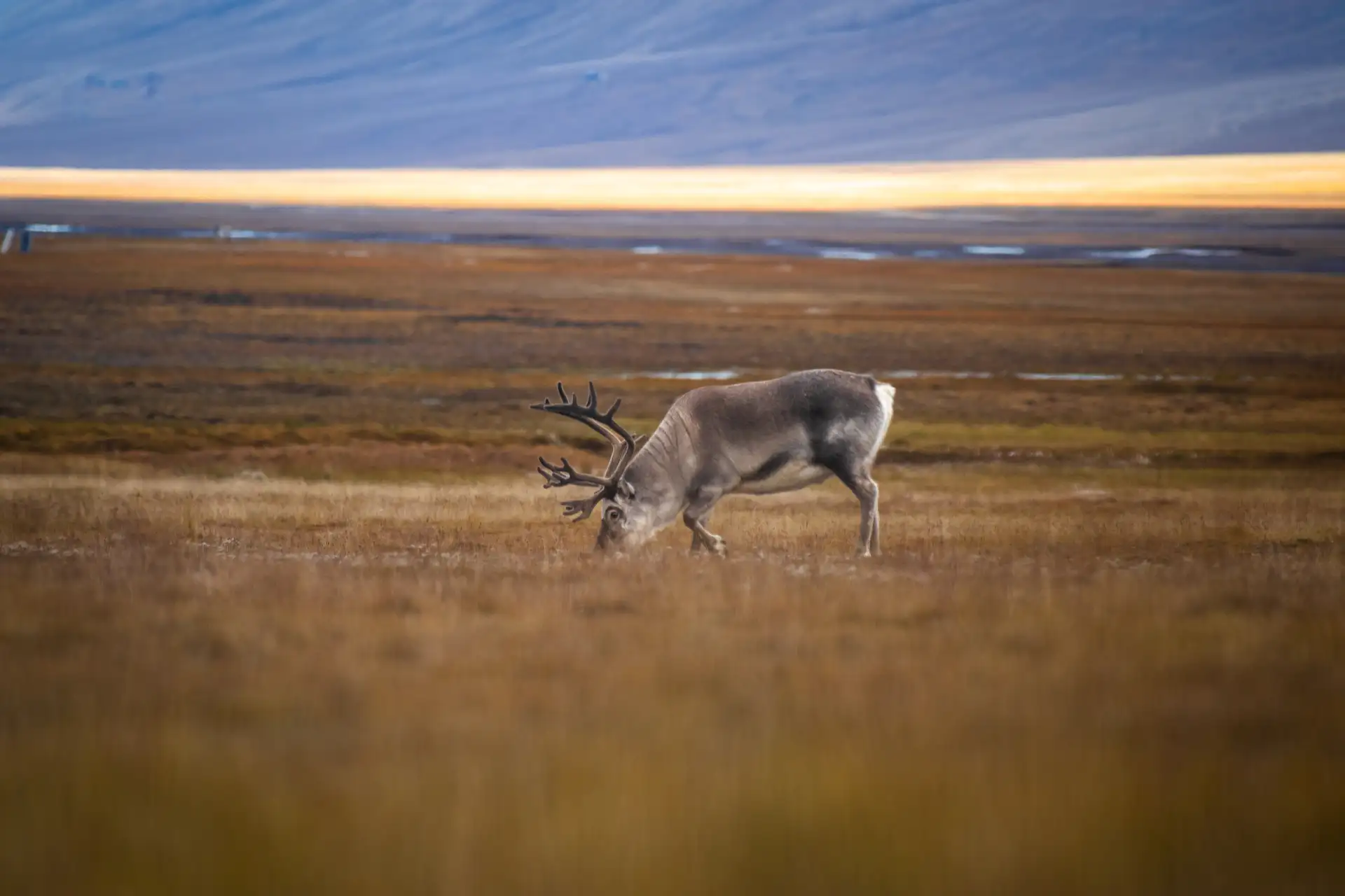Golden Autumn Reindeer HGR 164713 Photo Eveline Lunde
