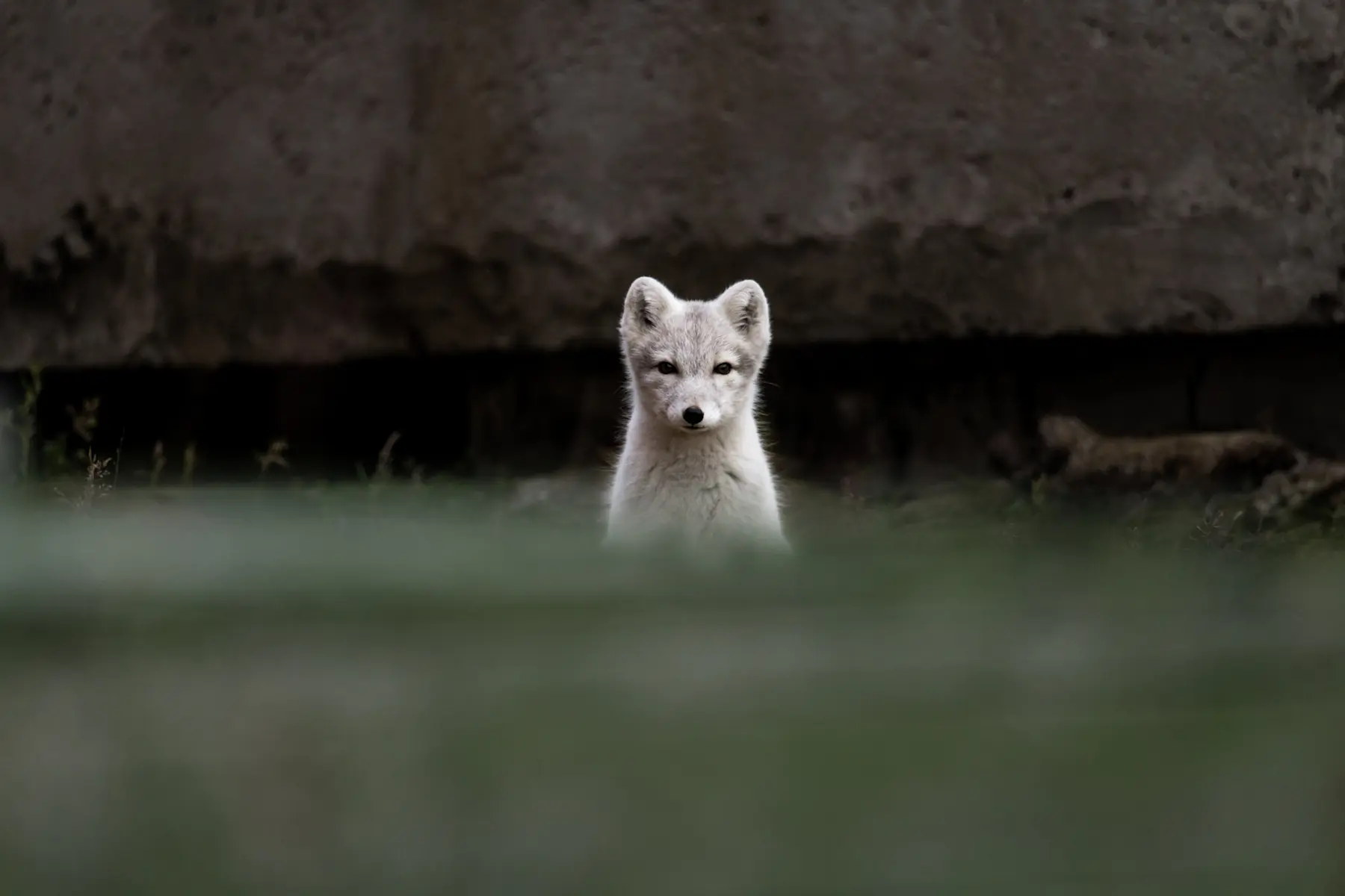 Arctic fox - HGR 151671 1920 - Photo: Thomas Griesbeck / Hurtigruten Svalbard