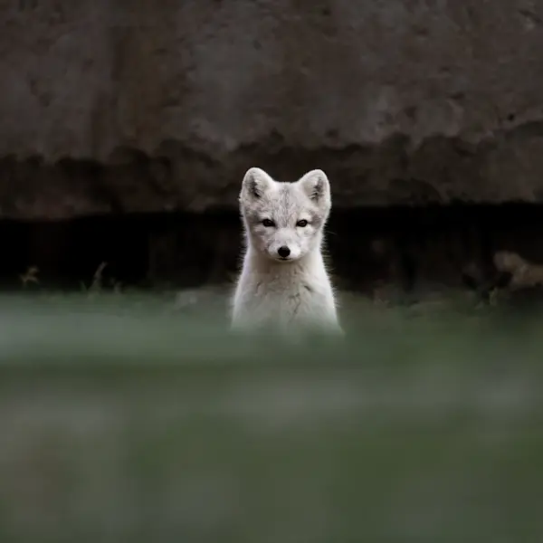 Arctic fox - HGR 151671 1920 - Photo: Thomas Griesbeck / Hurtigruten Svalbard