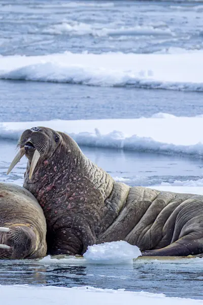 Wildlife-Walrus-MS-Serenissima-Svalbard-Adventure-Mini-Cruise-Hurtigruten-Svalbard- HG-20