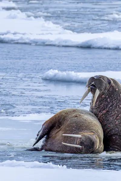 Wildlife-Walrus-MS-Serenissima-Svalbard-Adventure-Mini-Cruise-Hurtigruten-Svalbard- HG-20