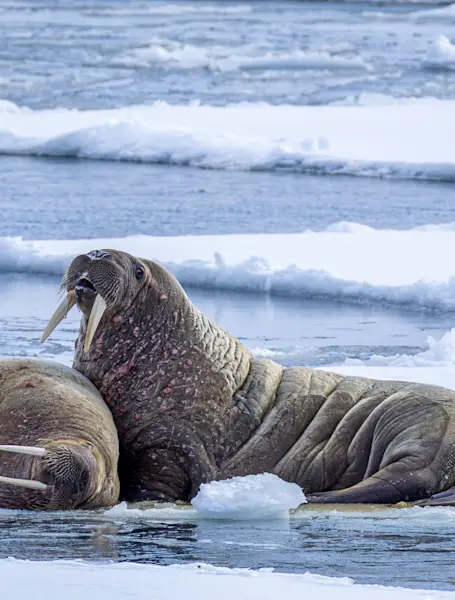Wildlife-Walrus-MS-Serenissima-Svalbard-Adventure-Mini-Cruise-Hurtigruten-Svalbard- HG-20