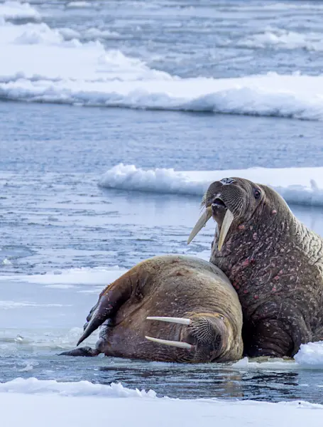 Wildlife-Walrus-MS-Serenissima-Svalbard-Adventure-Mini-Cruise-Hurtigruten-Svalbard- HG-20