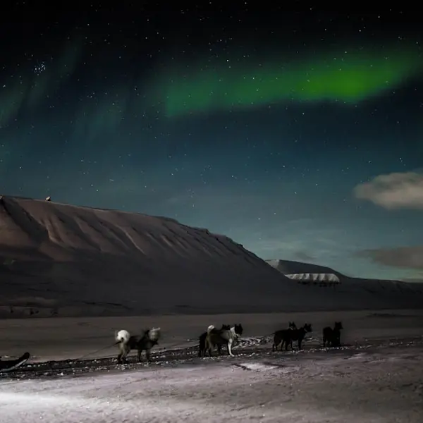Sled dogs in polar night on Svalbard - Photo Green Dog 1600x900