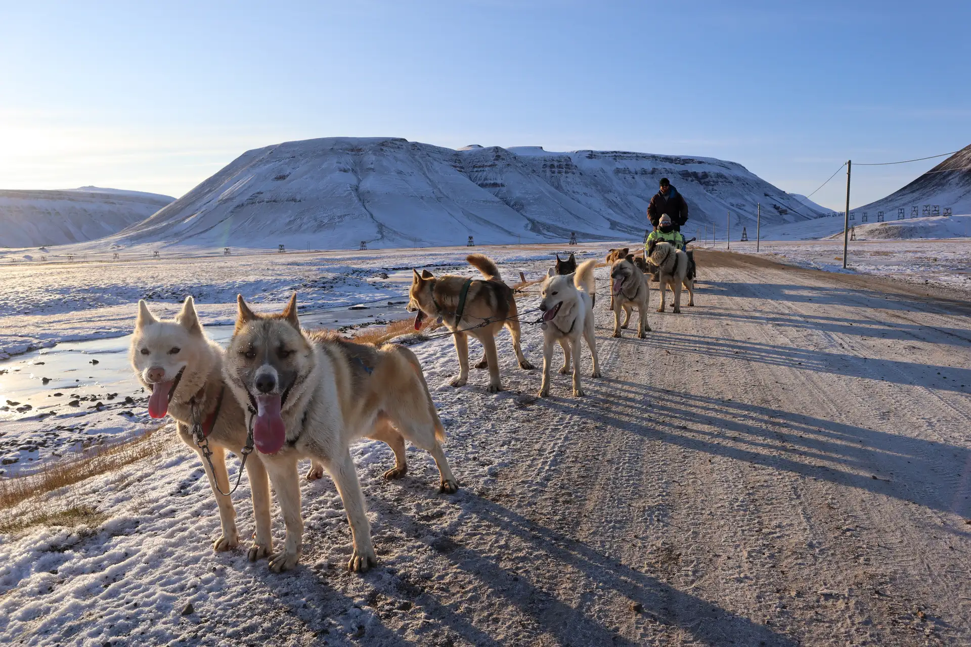 Dog sledding on wheels HGR 164866 Photo Eveline Lunde