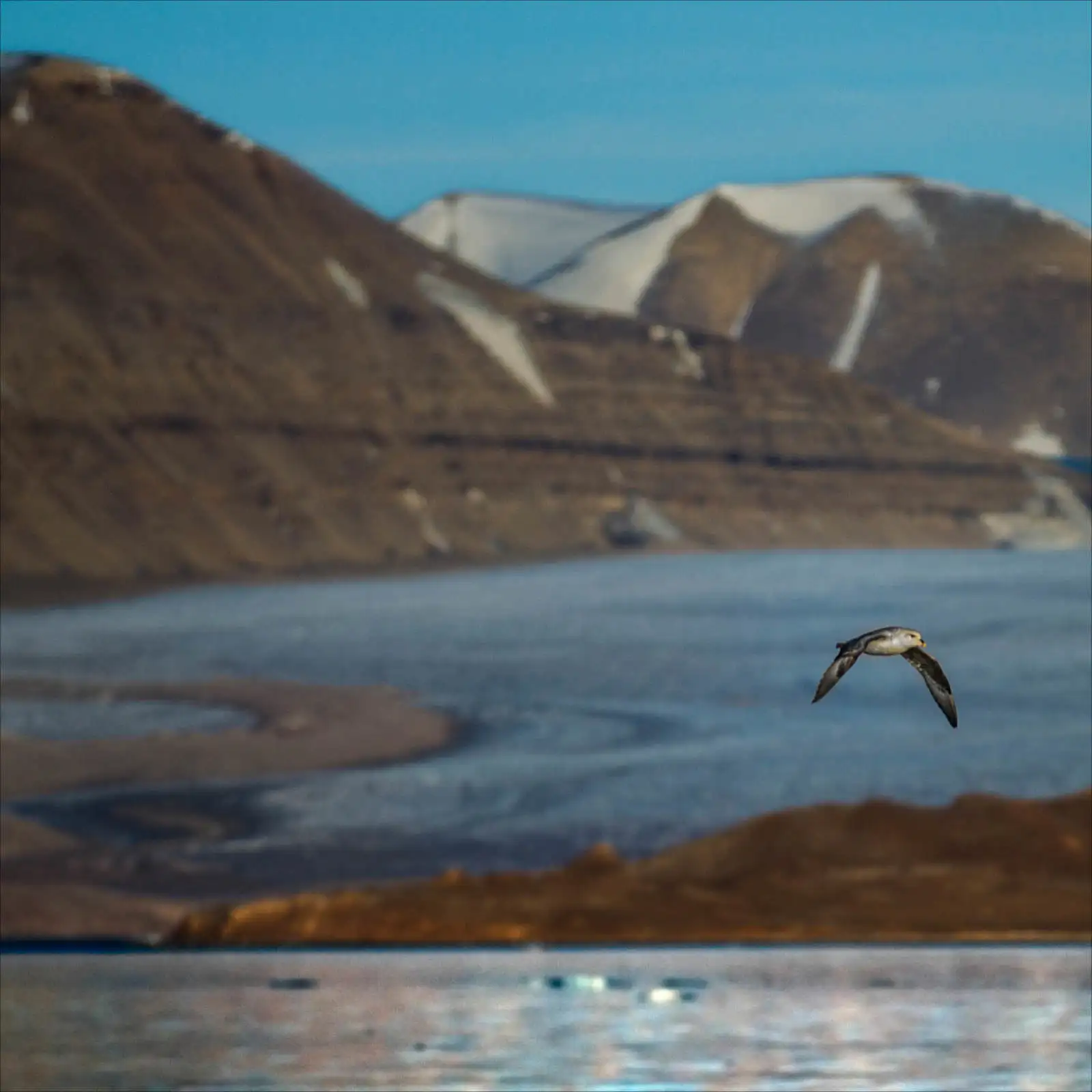 Birds Wildlife Arctic-wildlife Nature Summer Travel Svalbard Chicco-Mattos Thumbail-1920x1920